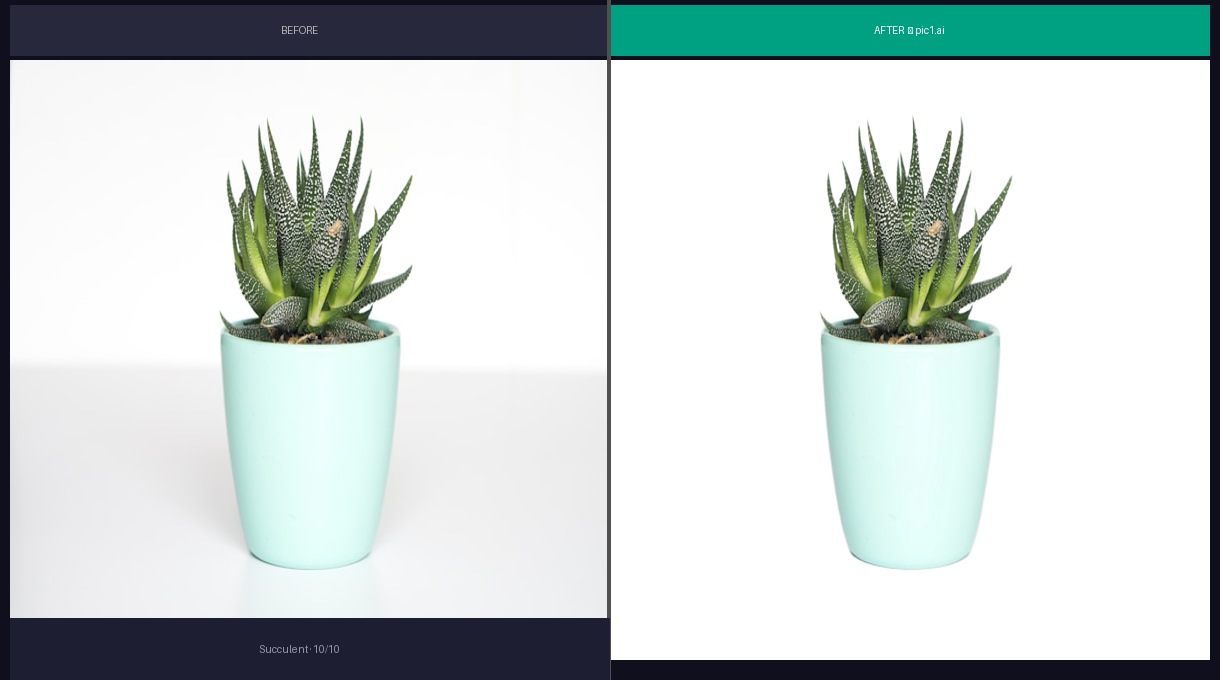 Succulent before and after
